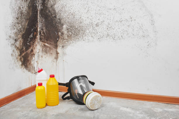 Best Mold Testing  in Saranap, CA