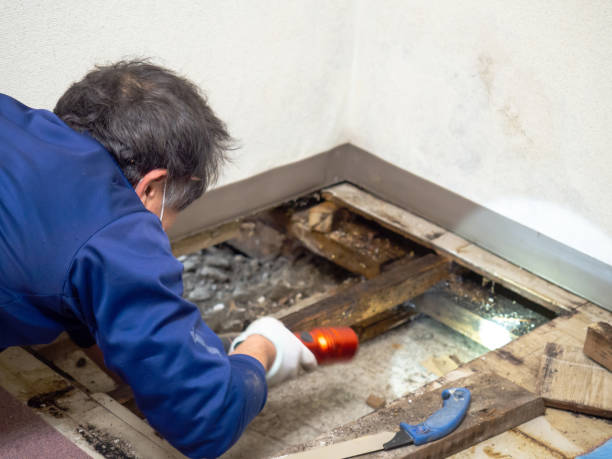 Best Mold Cleaning Services  in Saranap, CA