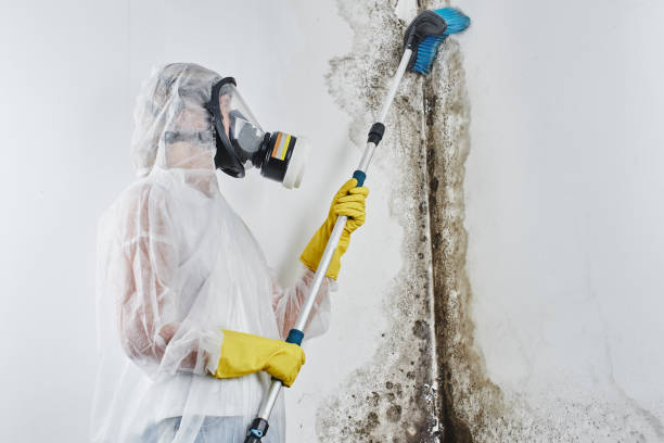 Best Same-Day Mold Removal  in Saranap, CA