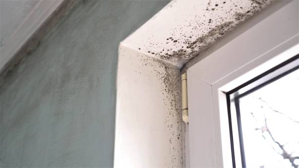 Best Black Mold Removal  in Saranap, CA