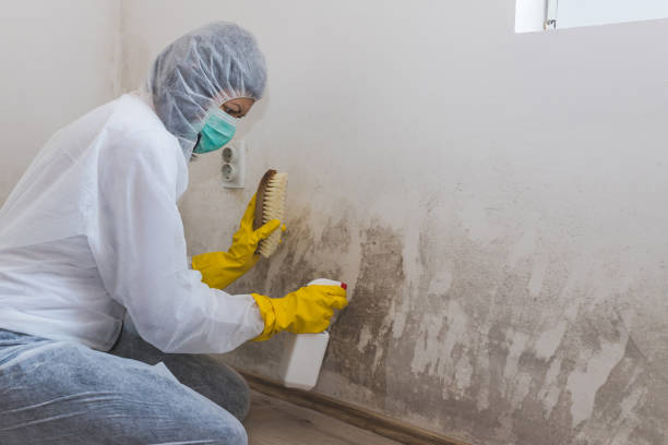 Best Mold Remediation  in Saranap, CA