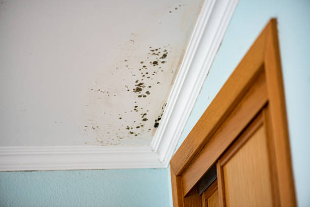 Best Mold Removal Near Me  in Saranap, CA