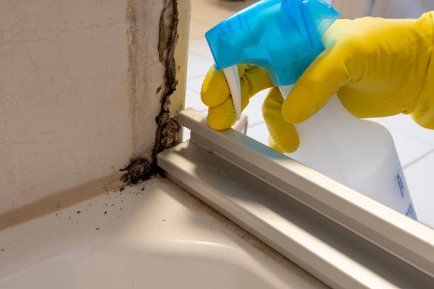 Crawl Space Mold Removal in Saranap, CA