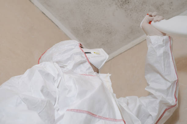 Mold Removal and Inspection in Saranap, CA