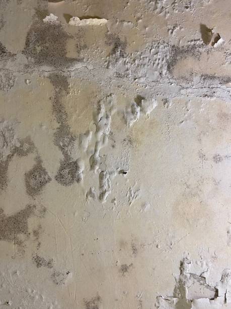 Best Certified Mold Removal  in Saranap, CA