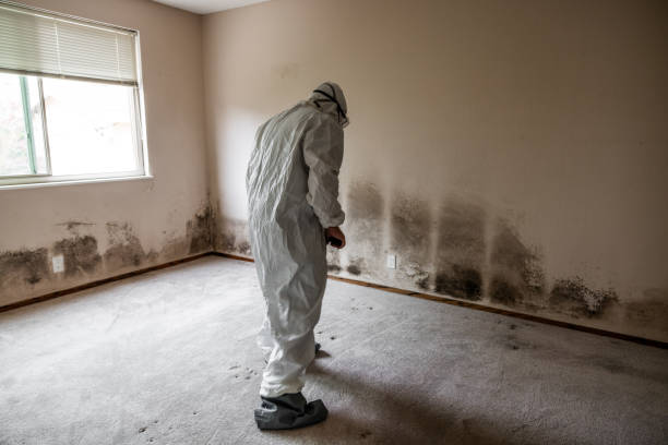 Best Mold Testing and Removal  in Saranap, CA