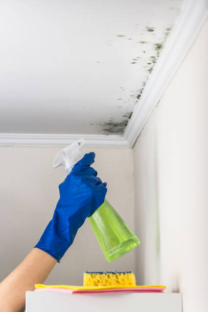 Best Black Mold Removal  in Saranap, CA