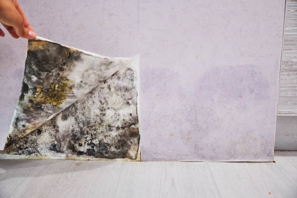 Best Local Mold Removal Service  in Saranap, CA